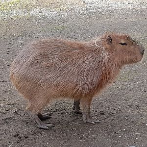 Nibs (Capybara)