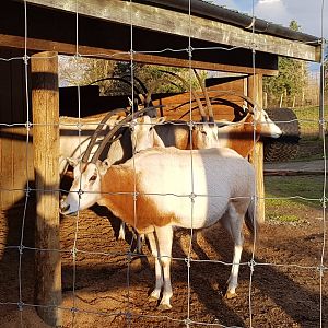 Scimitar-Horned Oryxes