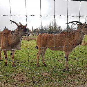 Thando & Venus (Common Elands)
