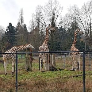 Milo, Jenga, & Jagar (Rothschild's Giraffes)