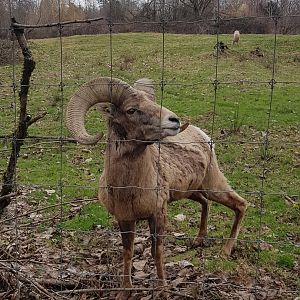 Lutin (Bighorn Sheep)