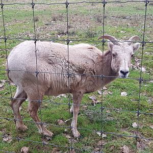 Blanca (Bighorn Sheep)
