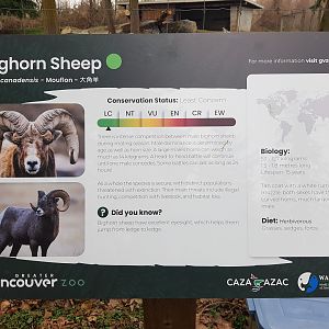 Bighorn Sheep Sign