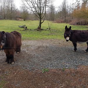 Pearl (American Miniature Horse) & Bob (Domestic Donkey)
