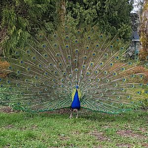 Stuart (Indian Peacock)