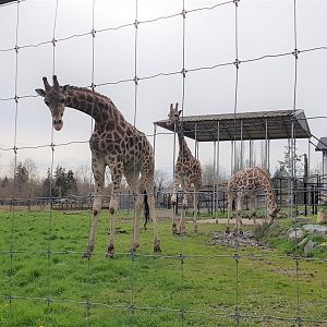 Jenga, Jagar, & Milo (Rothschild's Giraffes)