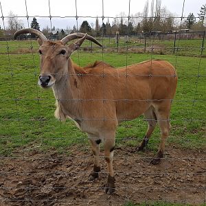 Venus (Common Eland)