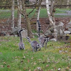 Sun, Nova, & Luna (Ring-Tailed Lemurs)