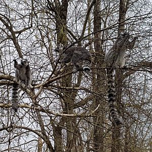 Sun, Nova, & Luna (Ring-Tailed Lemurs)