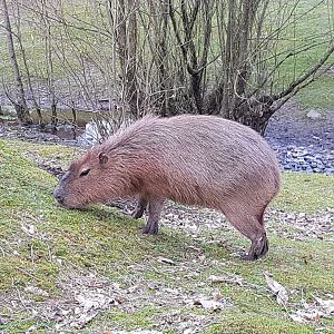 Snickers (Capybara)