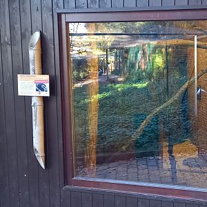 Indoor-enclosure White-bearded palm civet