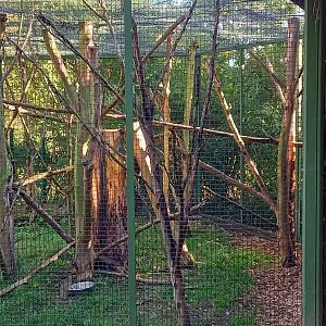 Out-door enclosure White-bearded palm civet