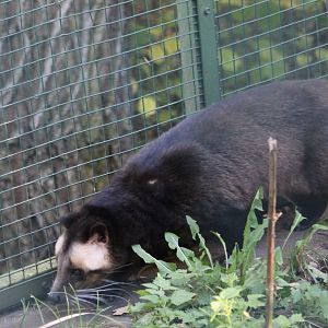 White-bearded palm civet