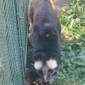 White-bearded palm civet