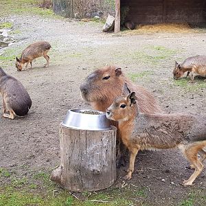Manola, Mila, Snickers, Marigold, & Marissa (Patagonian Maras & Capybara)