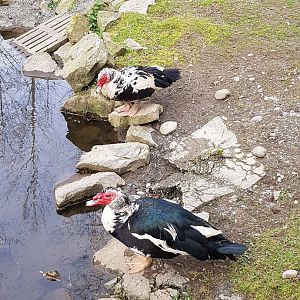 Dizzy & Dixie (Muscovy Ducks)