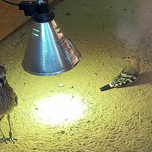 European stone-curlew and Hoopoe - indoor enclosure