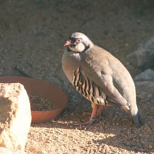 Alpine rock partridge