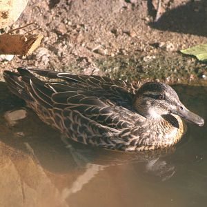 Garganey - female