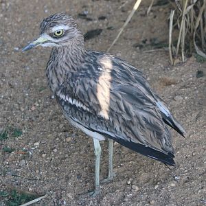 European stone-curlew - outdoor-enclosure
