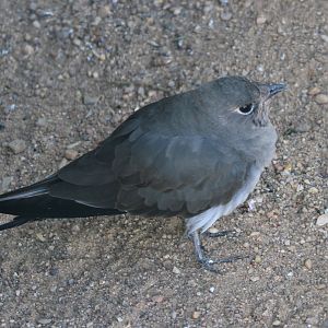 Collared pratincole