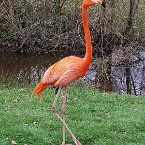 American Flamingo