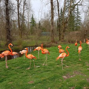 American Flamingos & Chilean Flamingo