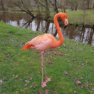American Flamingo