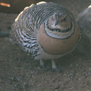 Pin-tailed sandgrouse