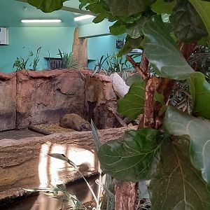 Pygmy hippo indoor-enclosure
