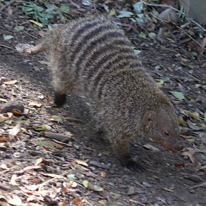 Banded mongoose
