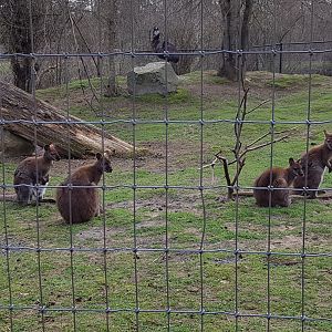 Red-Necked Wallabies & Curly (Emu)