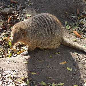 Banded mongoose