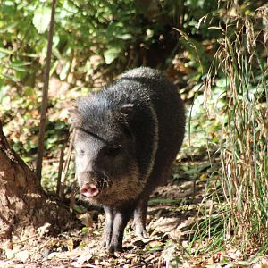 Collared peccary