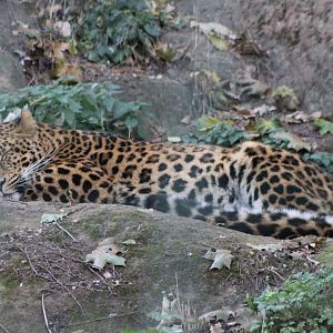 North-Chinese leopard