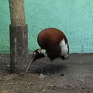 Madagascar crested ibis
