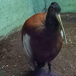 Madagascar crested ibis