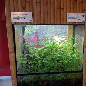 Enclosure Okinawa sword-tailed newt