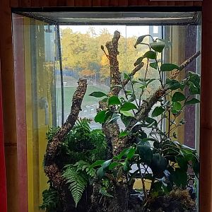 Enclosure Japanese ratsnake