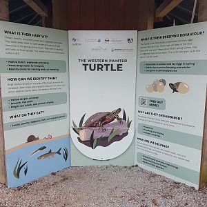 Western Painted Turtle Signage