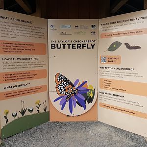 Taylor’s Checkerspot Butterfly Signage