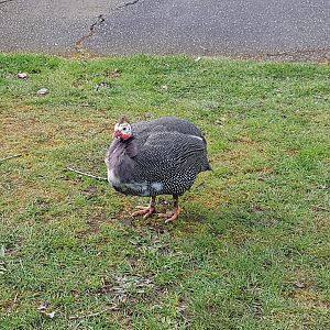 Pondu (Helmeted Guineafowl)
