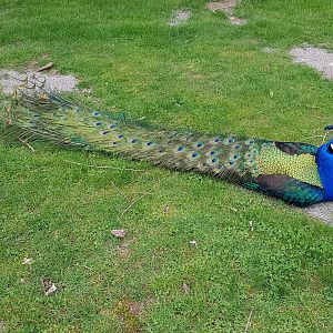 Chicken (Indian Peacock)