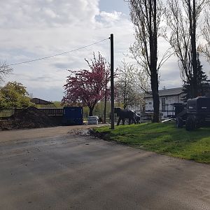 Giraffe Barn Construction