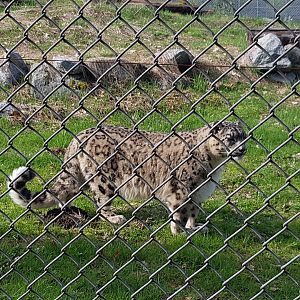 Bodhi (Snow Leopard)