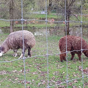 Titus & Penelope (Alpacas)