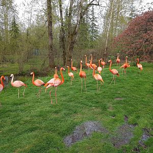 American Flamingos & Chilean Flamingo