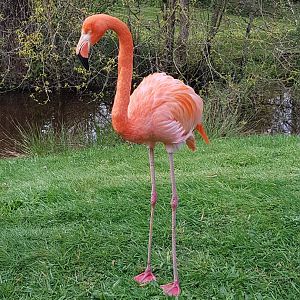 American Flamingo