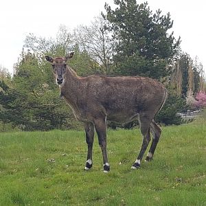 Nancy (Nilgai)