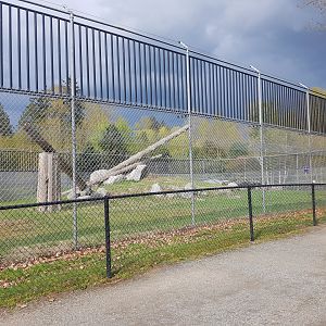 Snow Leopard Exhibit